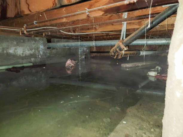 Best Flooded house restoration  in Ball Pond, CT
